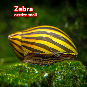 Zebra nerrite snail